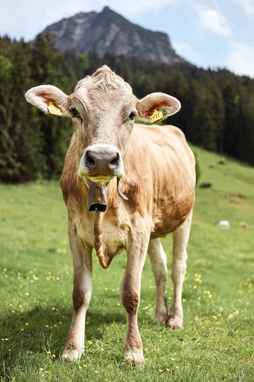 allgäu, alps, alpine landscape, bavaria, mountain landscape, mountain meadow, mountains, cow, rural, agriculture, nature, panorama, bovine, summer in the alps, farm animal, alpine pasture